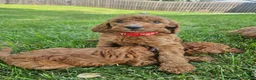 Goldendoodle dogs for sale: Goldendoodle 2 - Ad 1