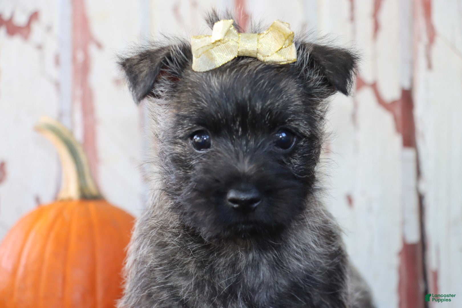 Cairn Terrier dogs Camila - Ad 2