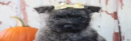 Cairn Terrier dogs for sale: Camila - Ad 2