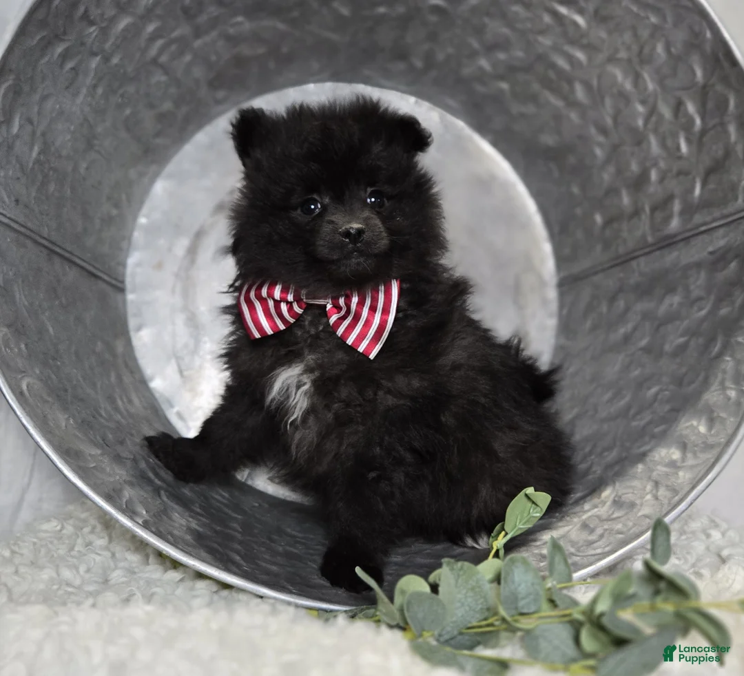 Pomeranian dogs for sale: Bingo - Ad 1