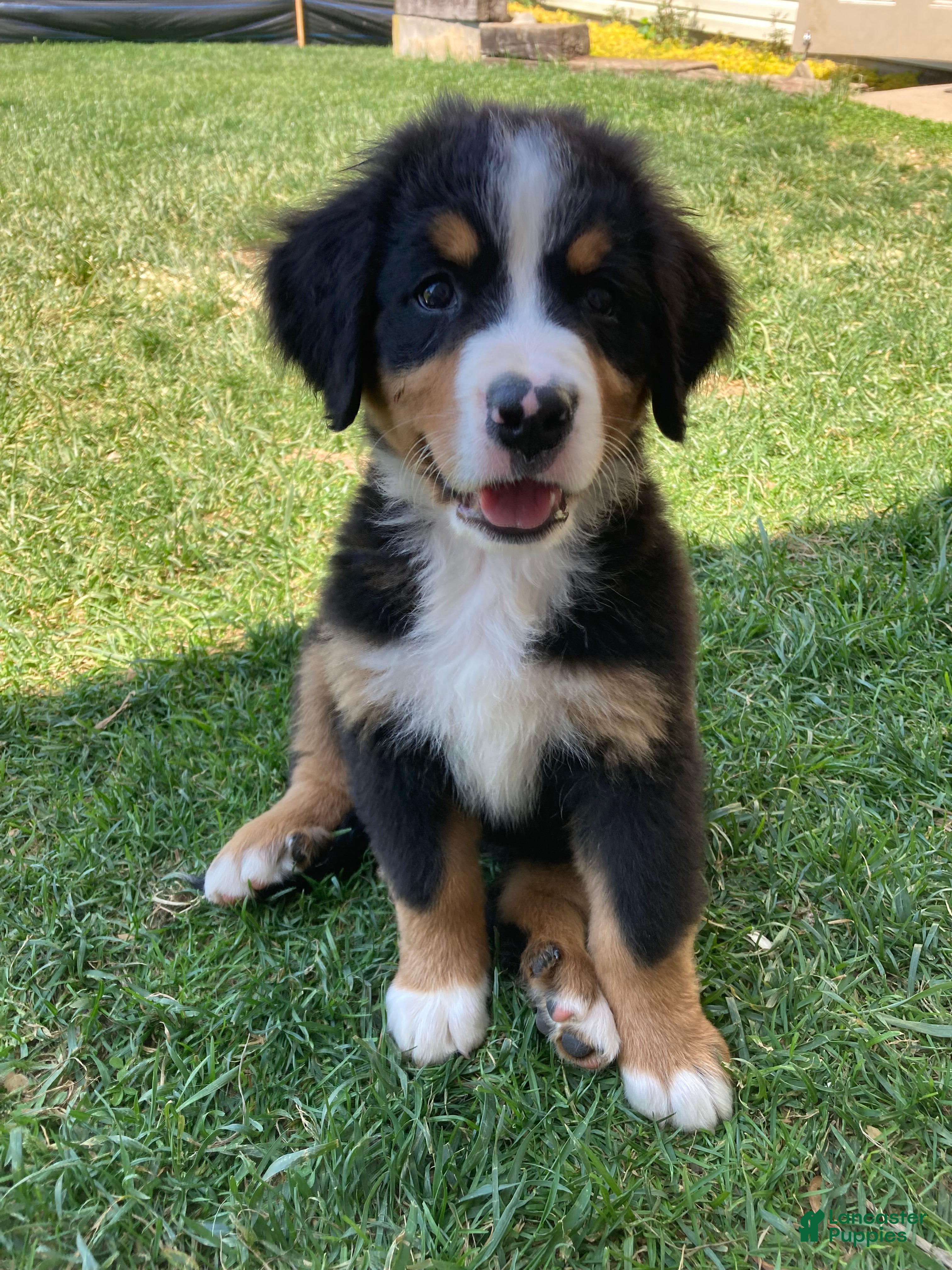 Bernese Mountain Dog dogs Silky  - Ad 2