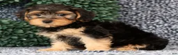 Yorkiepoo dogs for sale: Arrow - Ad 8