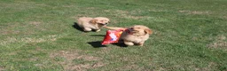 Golden Retriever dogs for sale: Teaspoon - Ad 6