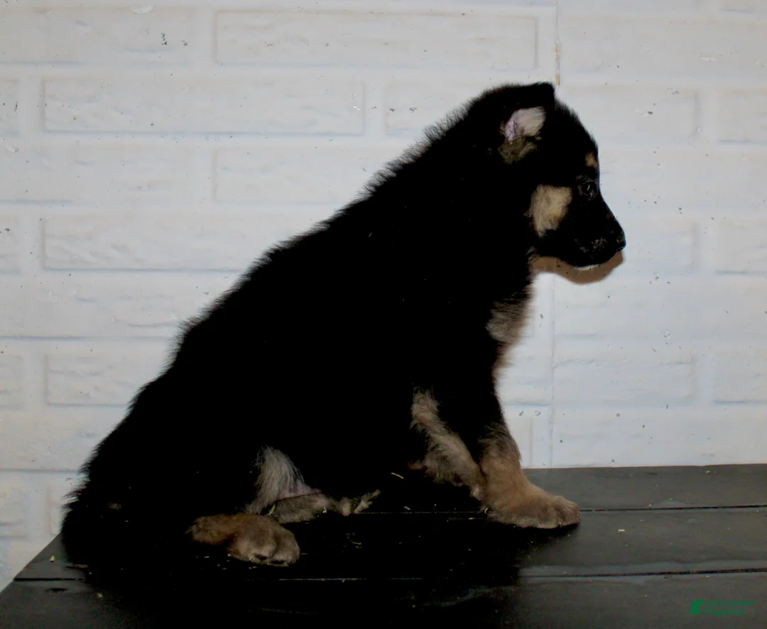 German Shepherd dogs for sale: Misty - Ad 13