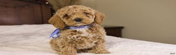 Goldendoodle dogs for sale: Charlie - Ad 4