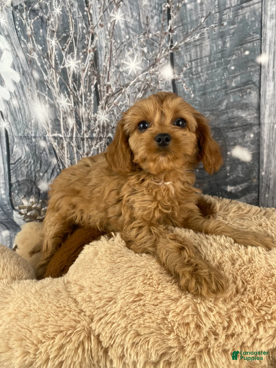 Cavapoo dogs for sale: Mabel - Ad 6