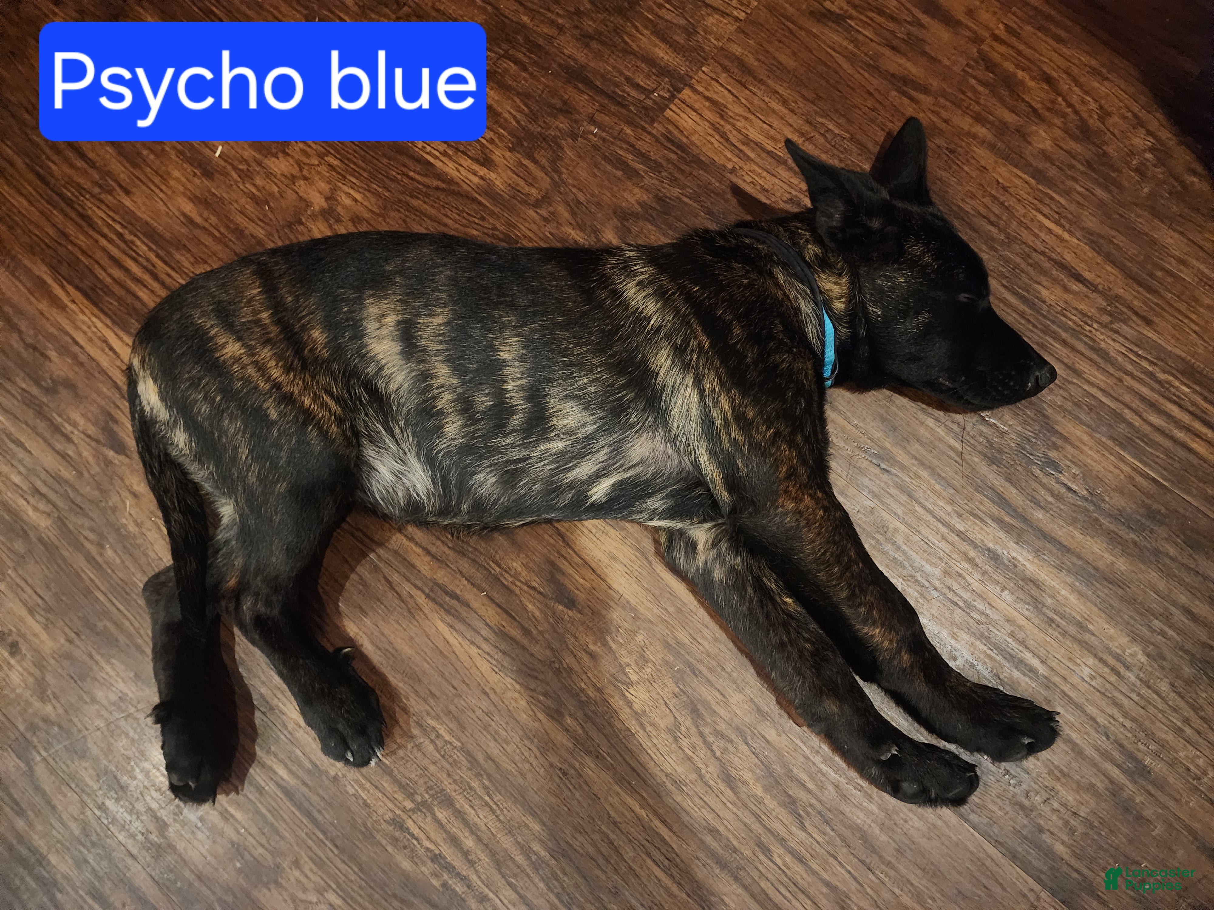 Mixed Breed dogs Hybrid Blue Collar Female - Ad 21