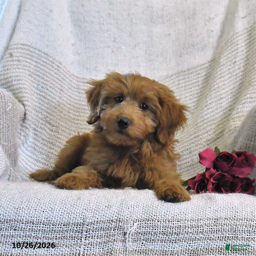 Mini Goldendoodle dogs for sale: Jared - Ad 2