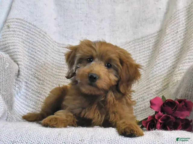 Mini Goldendoodle dogs for sale: Jared - Ad 2