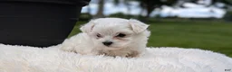Maltese dogs for sale: Macy - Ad 13