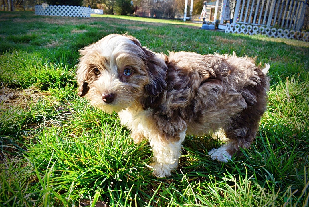 Havapoo dogs for sale: Oakley - Ad 8