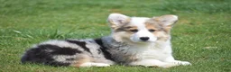 Welsh Corgi Pembroke dogs for sale: Loretta - Ad 4