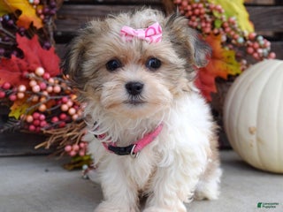 Teddy Bear dogs - Ad 33