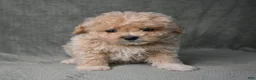 Maltipoo dogs for sale: Maltipoo 3 - Ad 2