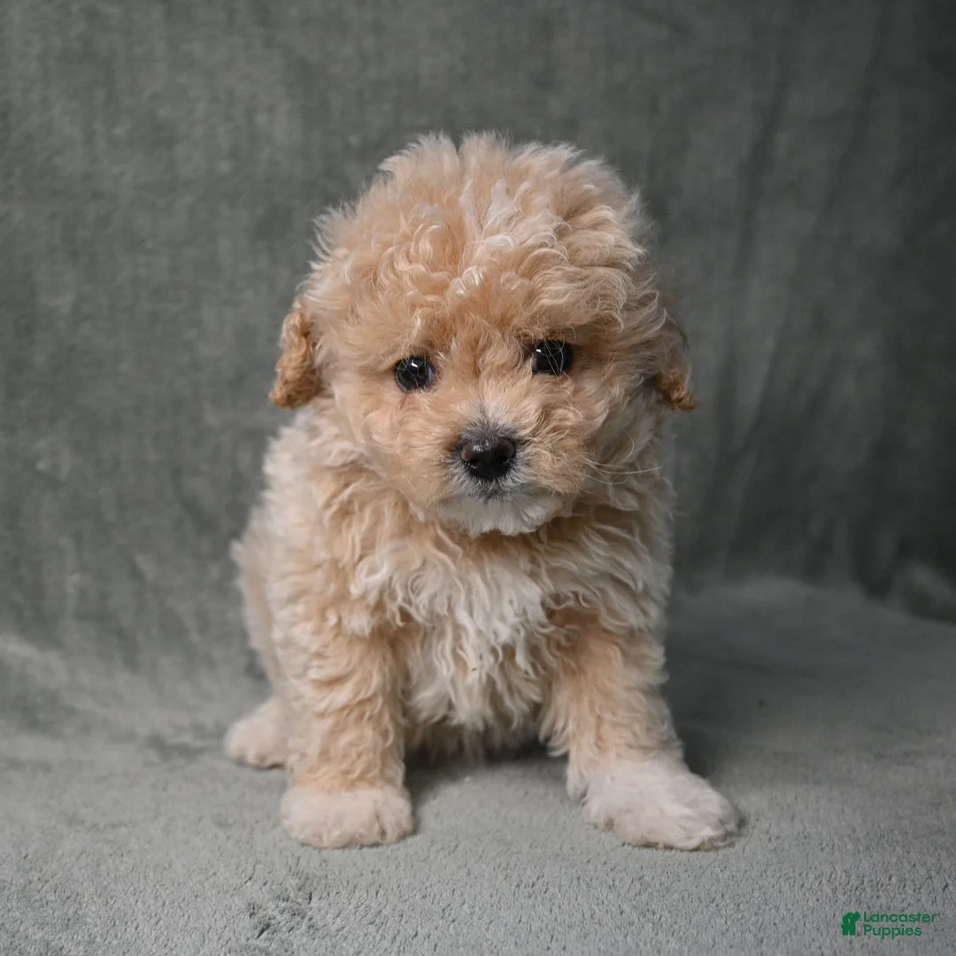Maltipoo dogs for sale: Maltipoo 3 - Ad 2