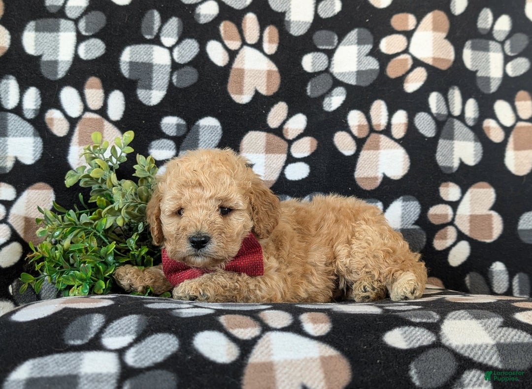 Cockapoo dogs for sale: Aiken Hypoallergenic - Ad 4