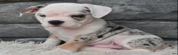 Beabull dogs for sale: Toby - Ad 1