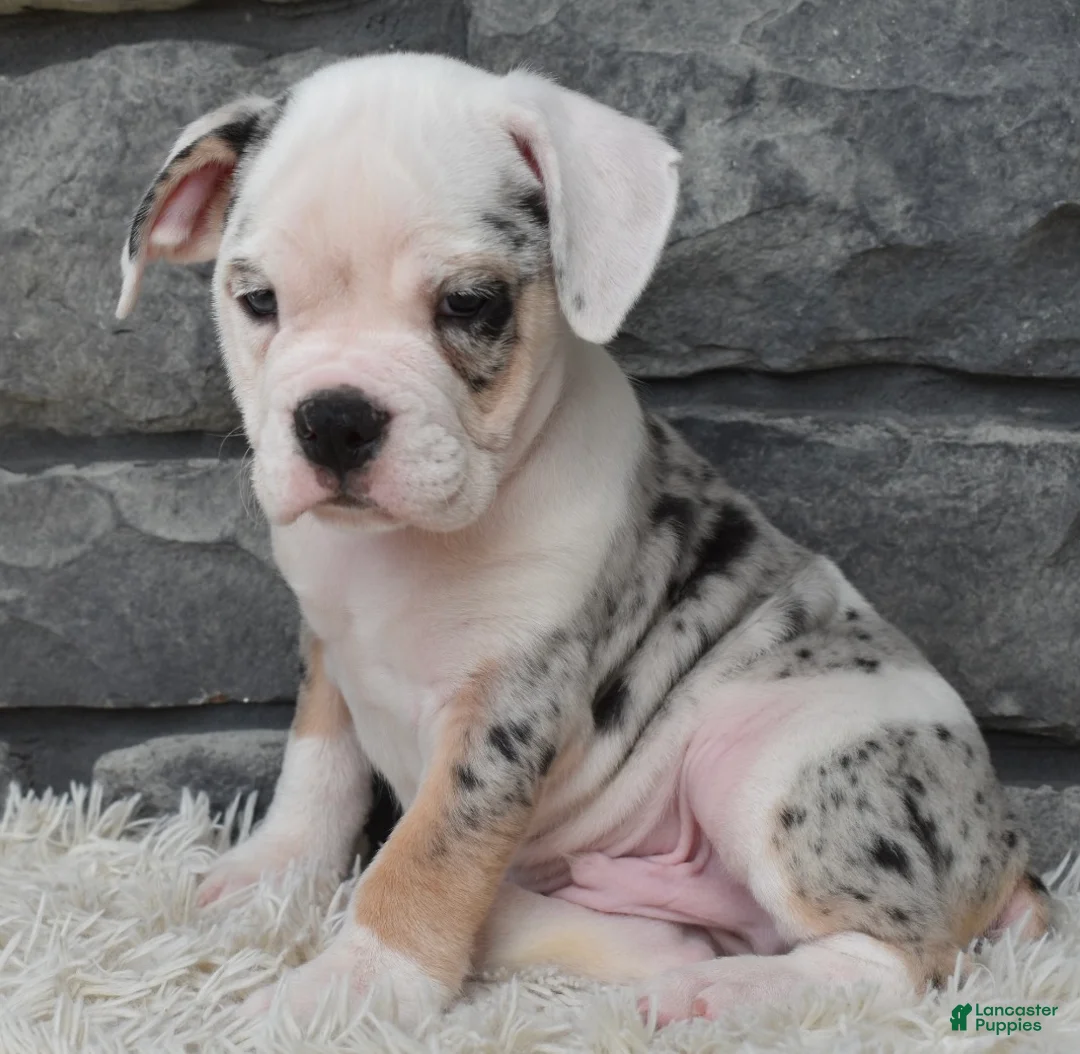 Beabull dogs for sale: Toby - Ad 1