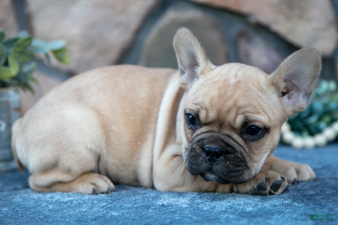 French Bulldog dogs for sale: Bub - Ad 3