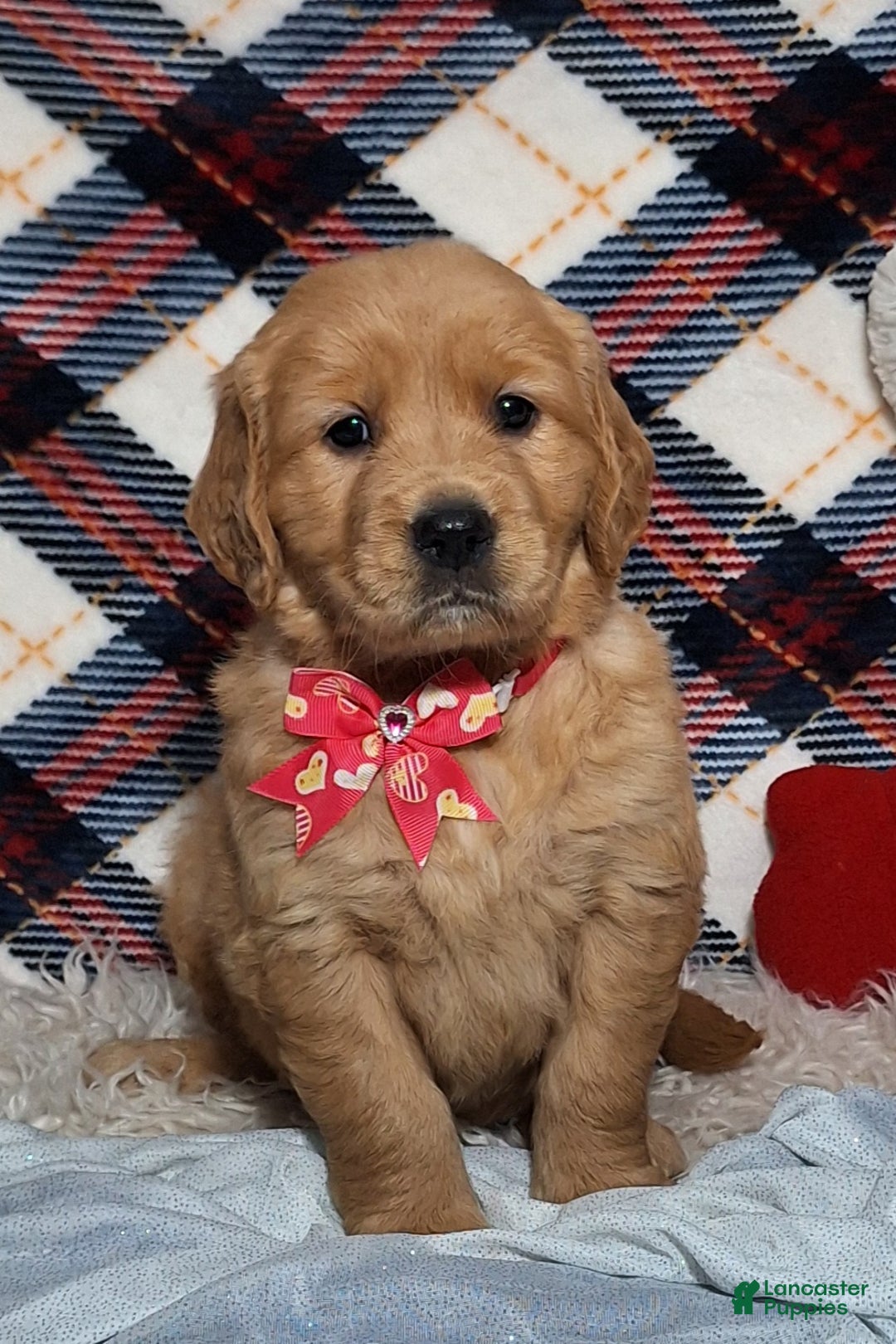 Golden Retriever dogs for sale: Allison - Ad 1