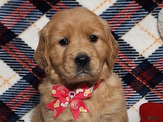 Golden Retriever dogs Allison - Ad 31