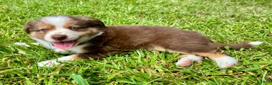 Milo- Miniature Australian Shepherd 