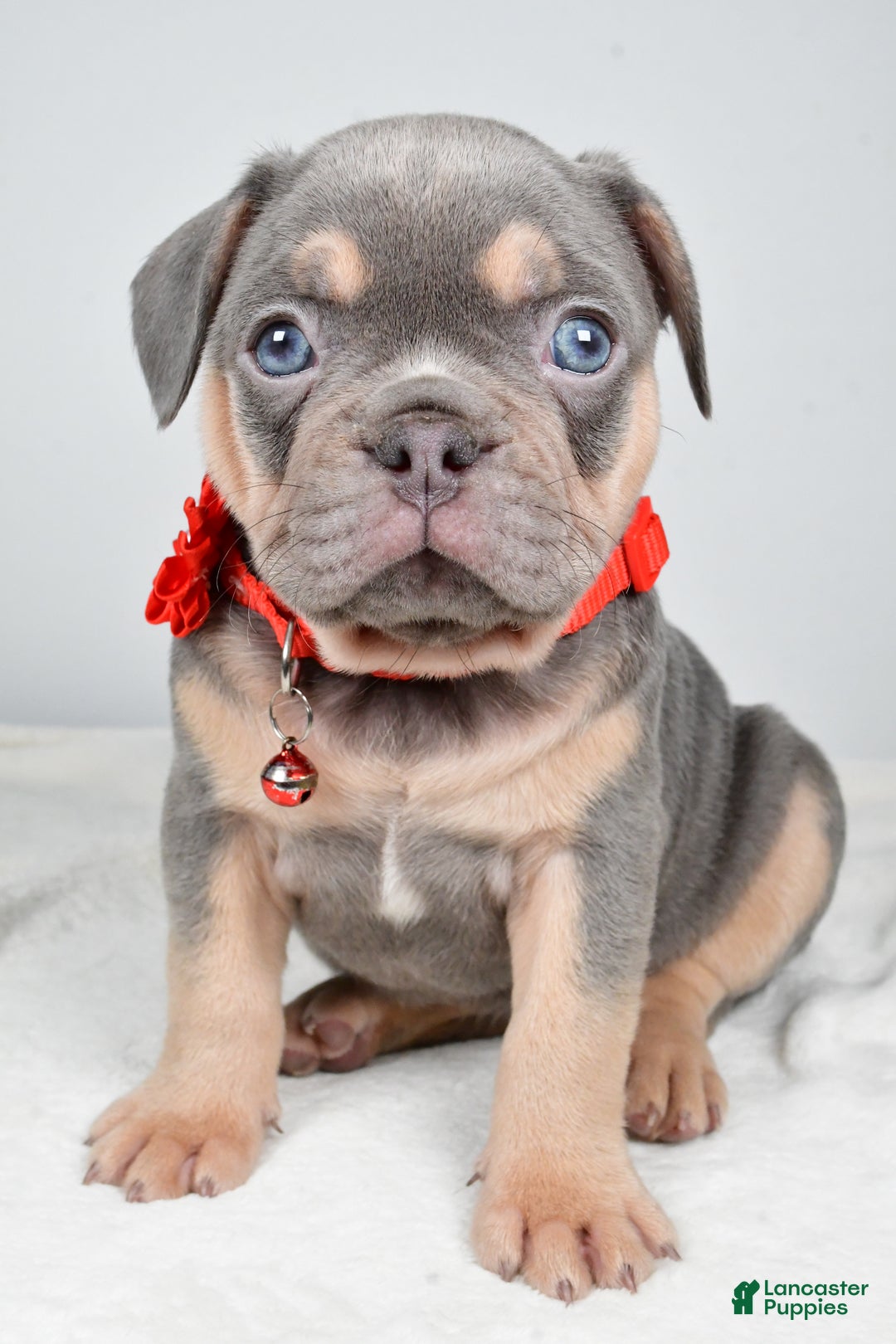 French Bulldog dogs for sale: Wren - Ad 6