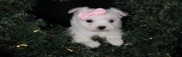 Maltese dogs for sale: ANGIE - Ad 8