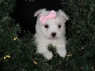 Maltese dogs ANGIE - Ad 10