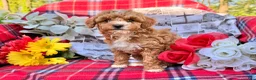 Miniature Poodle dogs for sale: Magic  - Ad 3