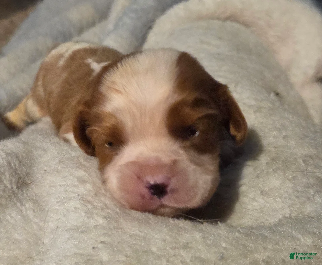 Cavalier King Charles Spaniel dogs for sale: Cavalier King Charles Spaniel Puppy 1 - Ad 1