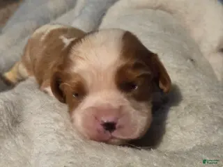 Cavalier King Charles Spaniel dogs for sale: Cavalier King Charles Spaniel Puppy 1 - Ad 3