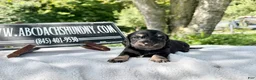Miniature Dachshund dogs for sale: Russian cream points - Ad 8