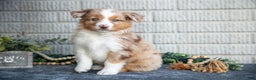Miniature Australian Shepherd dogs for sale: Tank - Ad 2