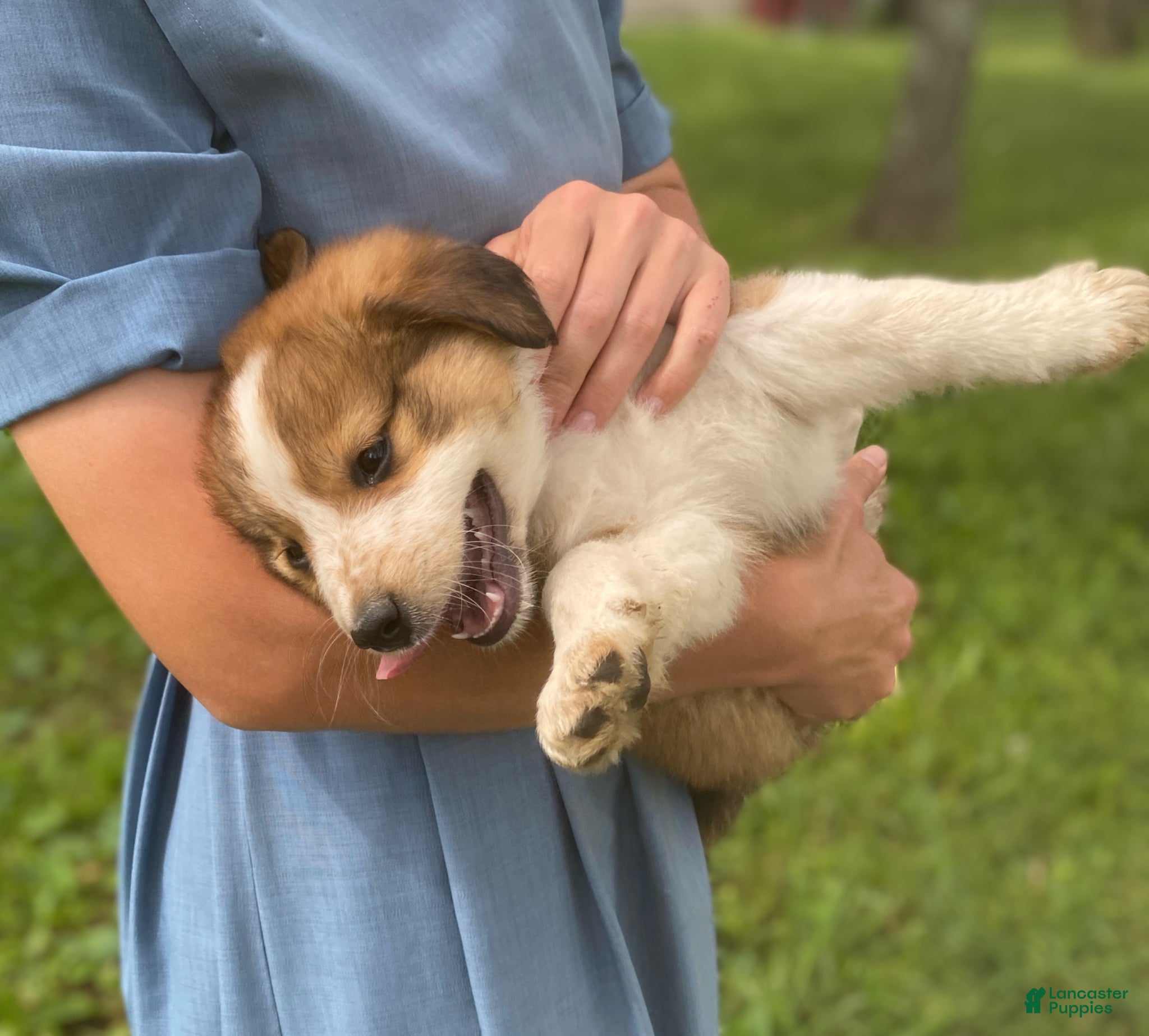 Mixed Breed dogs for sale: ♥️HAPPY GIRL HEIDI♥️ - Ad 17