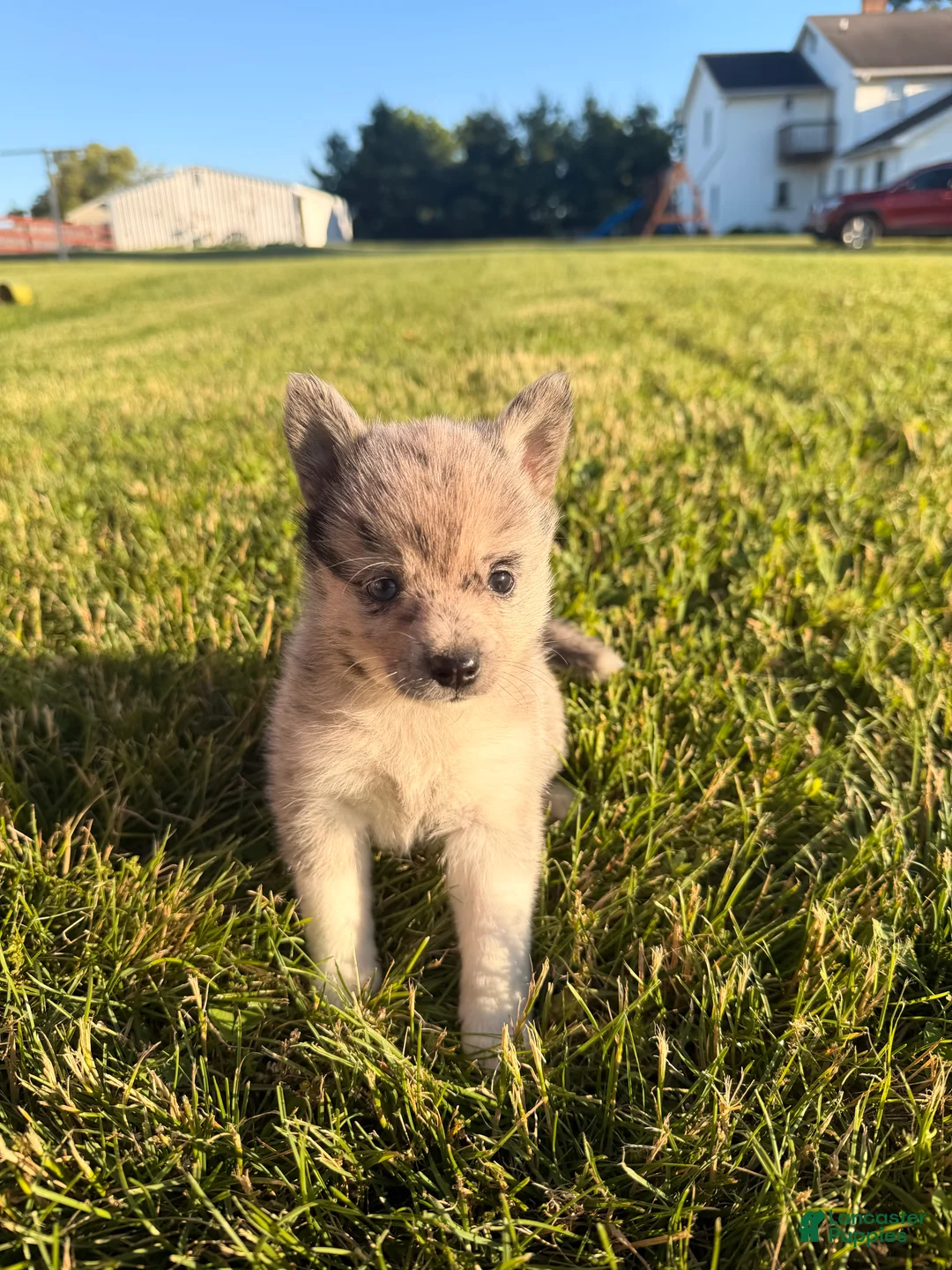 Pomsky dogs for sale: Pomsky 5 - Ad 1