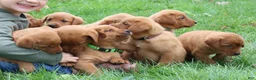 Labrador Retriever dogs for sale: Tassle - Ad 11