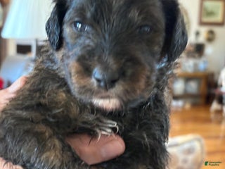 Mixed Breed dogs male # 5 English Shepherd Doodle - Ad 19