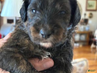 Mixed Breed dogs male # 5 English Shepherd Doodle - Ad 32