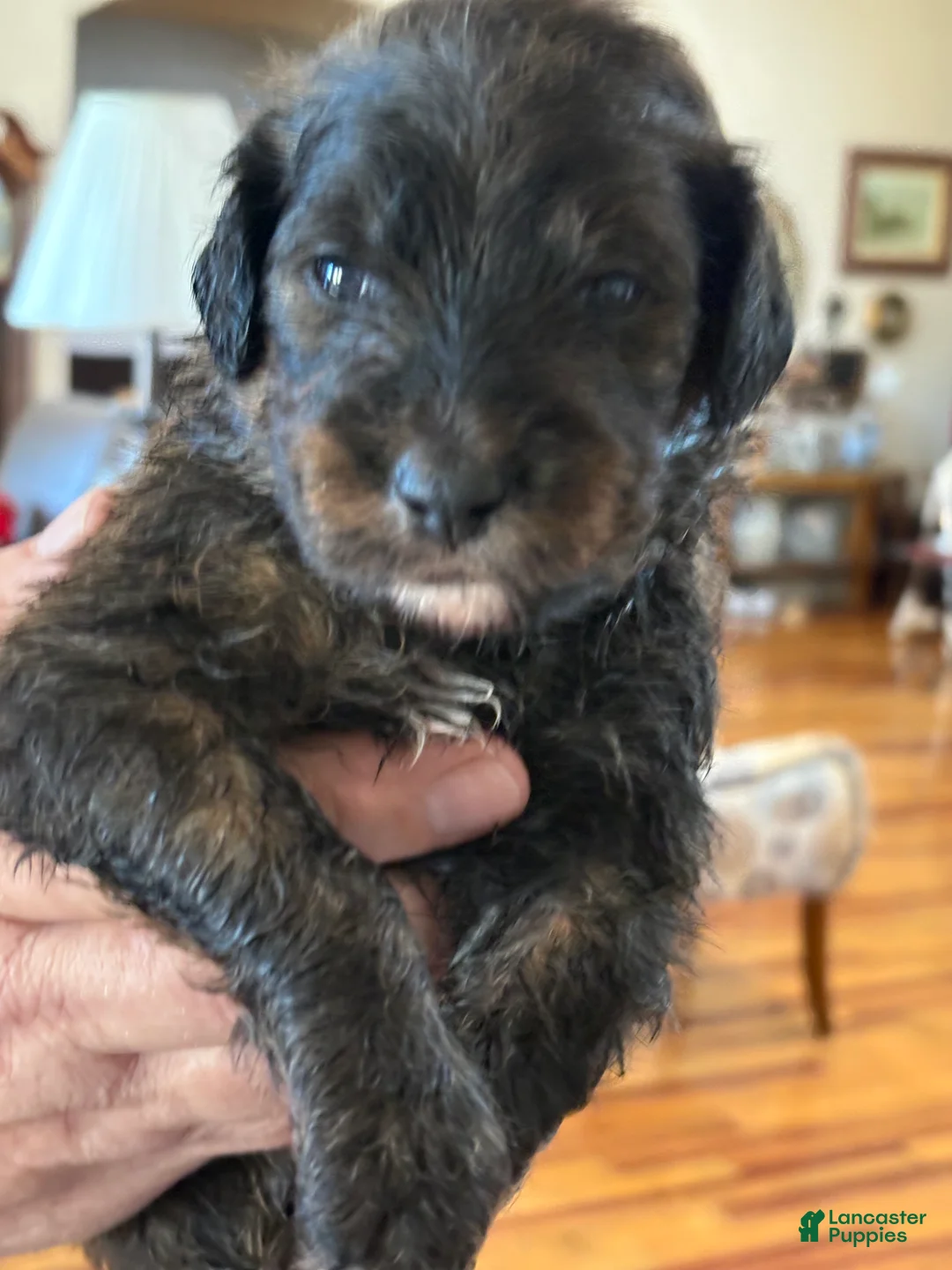 Mixed Breed dogs for sale: male # 5 English Shepherd Doodle  - Ad 2