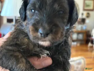 Mixed Breed dogs male # 5 English Shepherd Doodle - Ad 40