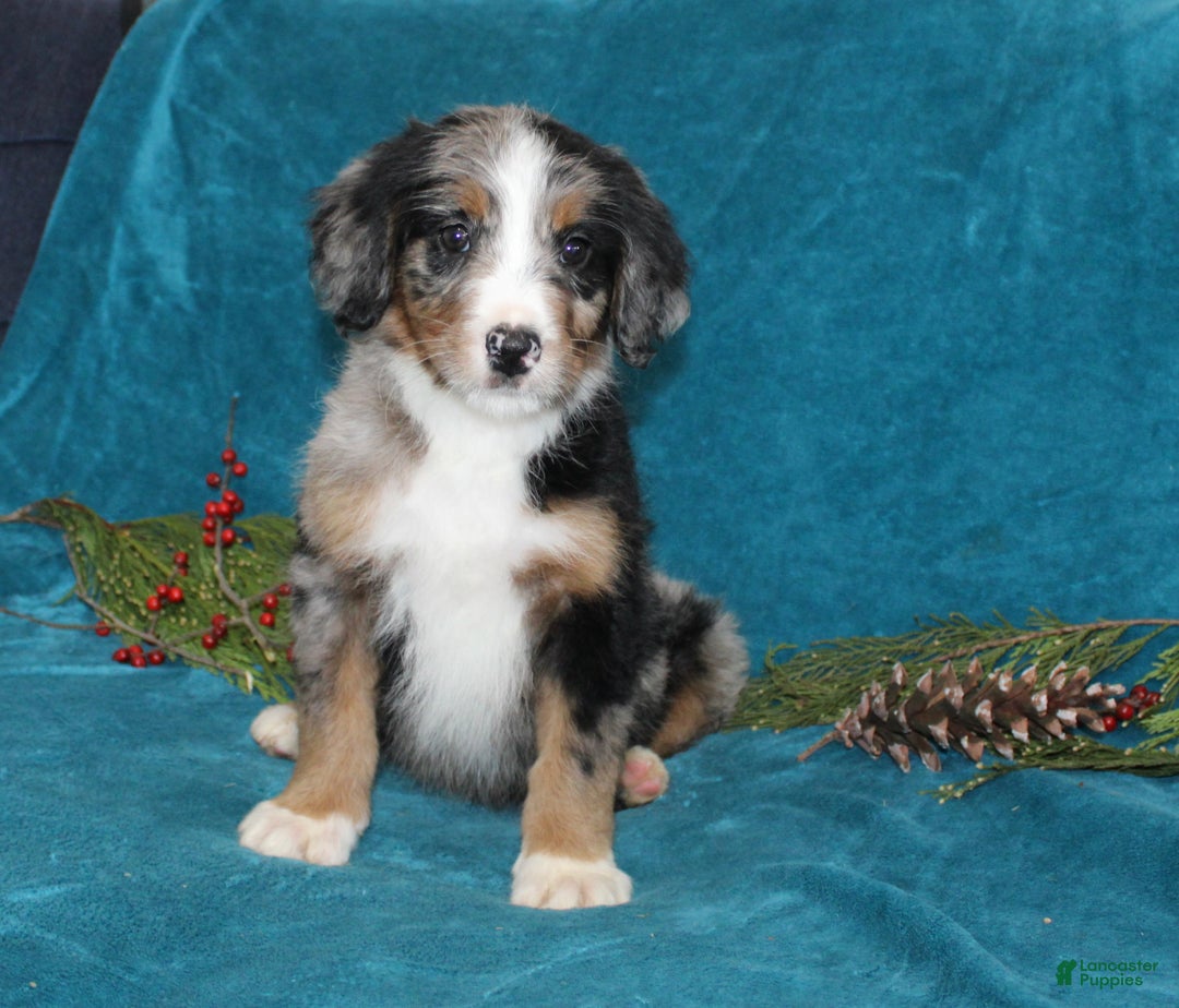 Mini Bernedoodle dogs for sale: Rex - Ad 2