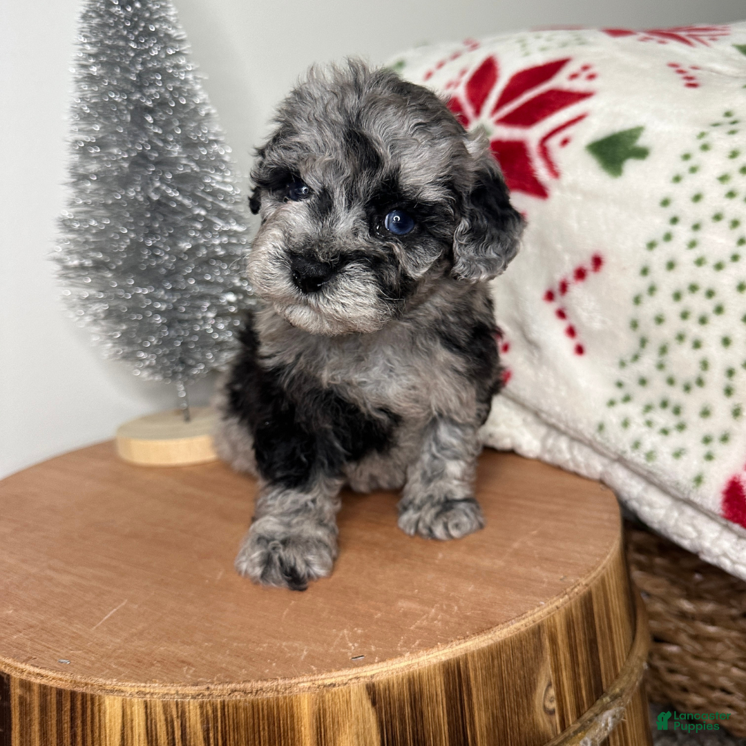 Cavapoo dogs for sale: Chilly - Ad 3