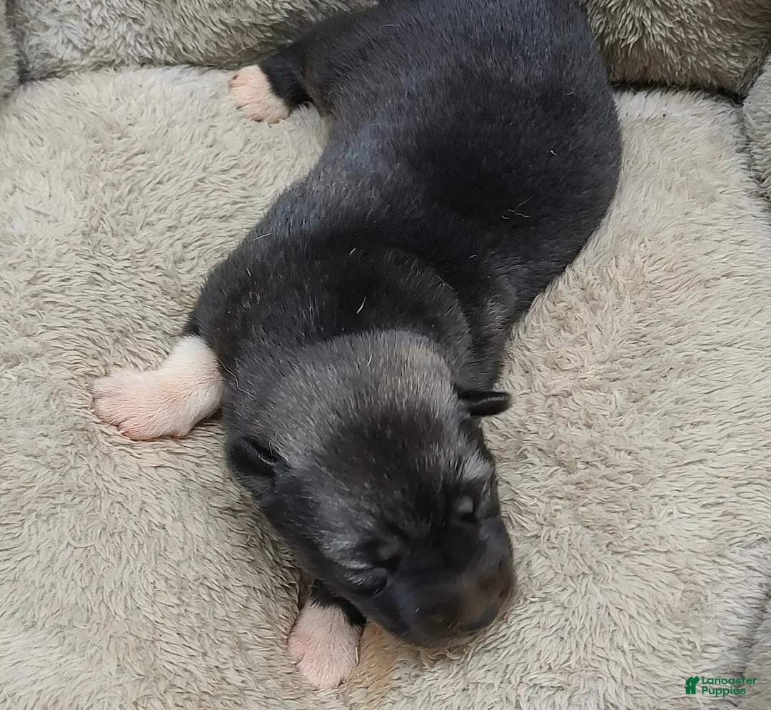 Siberian Husky dogs for sale: Siberian Husky Puppy 1 - Ad 1