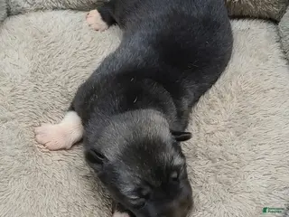 Siberian Husky dogs Siberian Husky Puppy 1 - Ad 31