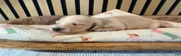 Miniature Dachshund dogs for sale: Ginger - Ad 6
