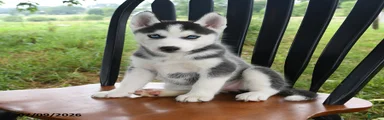 Skye