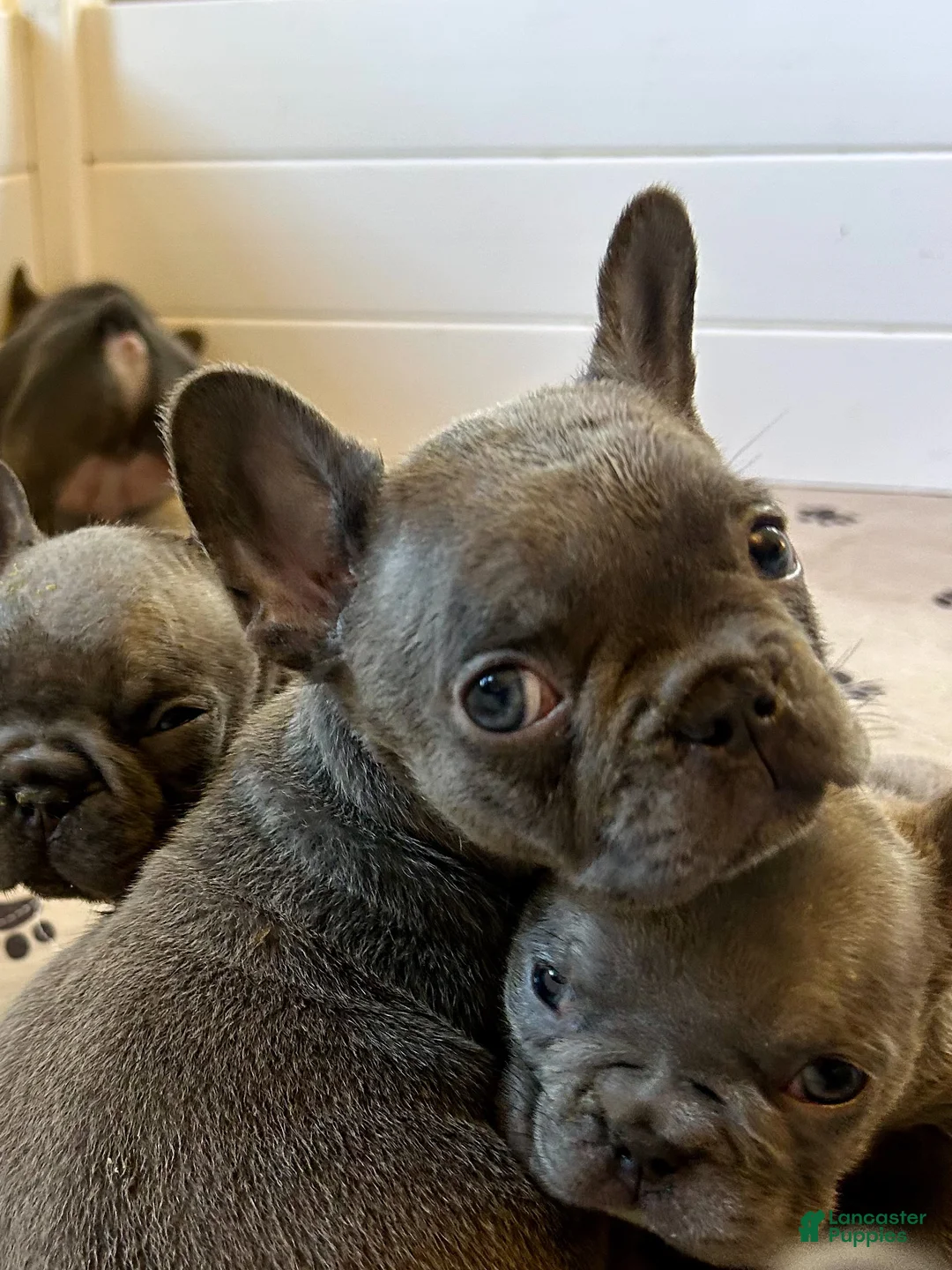 French Bulldog dogs for sale: Malibu - Ad 1