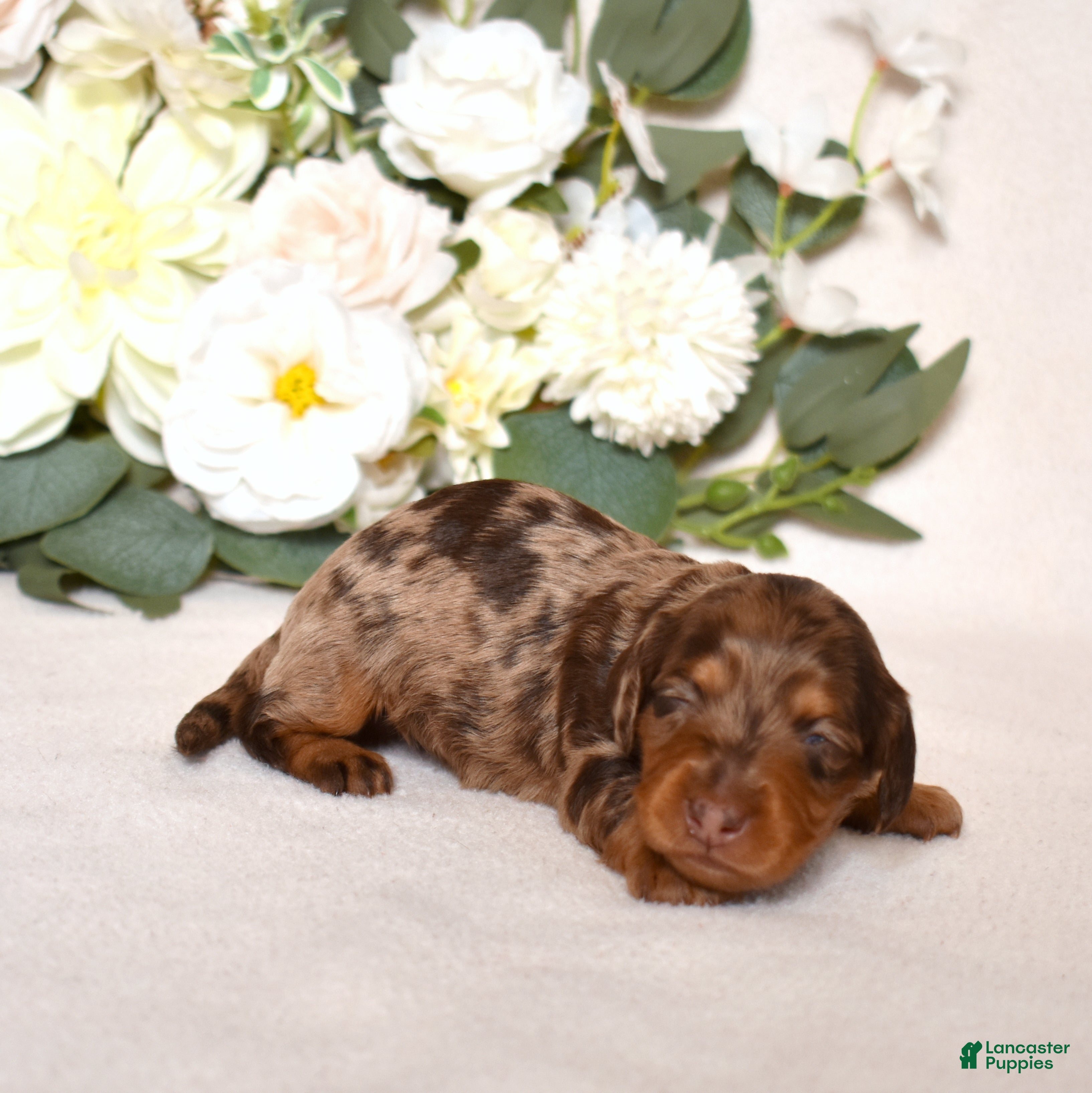 Miniature Dachshund dogs Latte - Ad 1