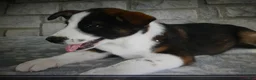 Mixed Breed dogs for sale: Mixed Breed 1 Possum - Ad 3